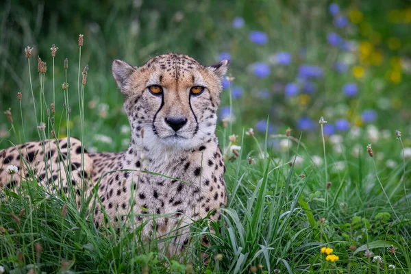 Cheetah Che Cammina Nella Savana — Foto Stock