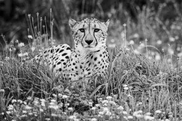 Cheetah Andando Savana — Fotografia de Stock