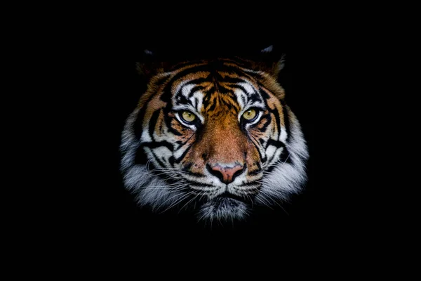 Szumátra Tigris Fekete Háttérrel — Stock Fotó