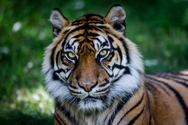 Tigre Sumatra Dans Jungle — Photo