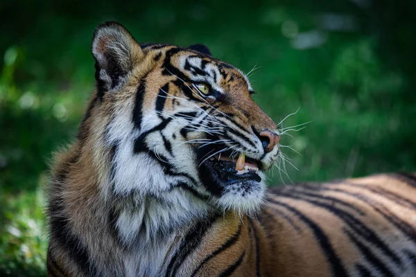 Tigre Sumatra Dans Jungle — Photo