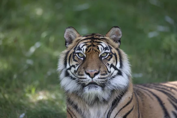 Tigre Sumatra Selva — Fotografia de Stock