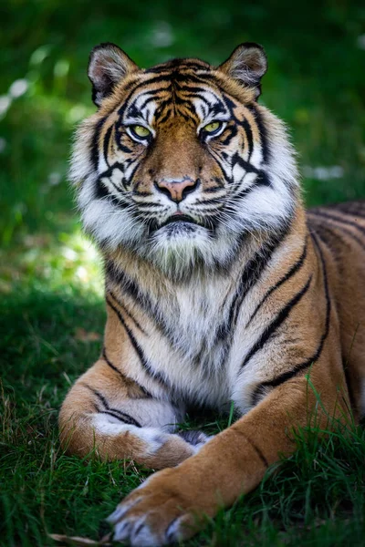 Tigre Sumatra Dans Jungle — Photo