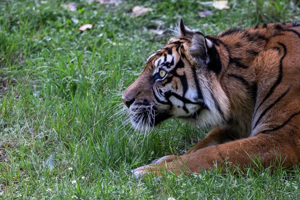 Суматрский Тигр Джунглях — стоковое фото