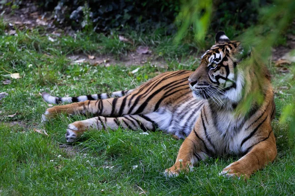 Tygrys Sumatra Dżungli — Zdjęcie stockowe
