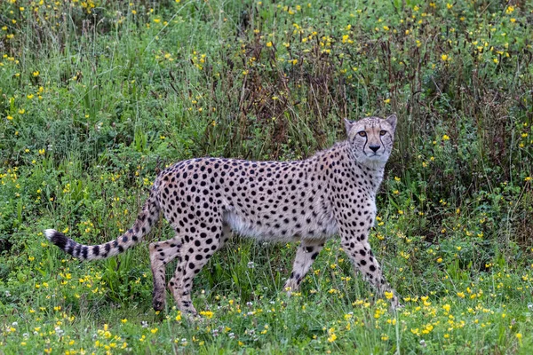 Cheetah Περπάτημα Στη Σαβάνα — Φωτογραφία Αρχείου