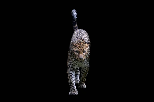 Sri Lankas Leopard Med Svart Bakgrund — Stockfoto