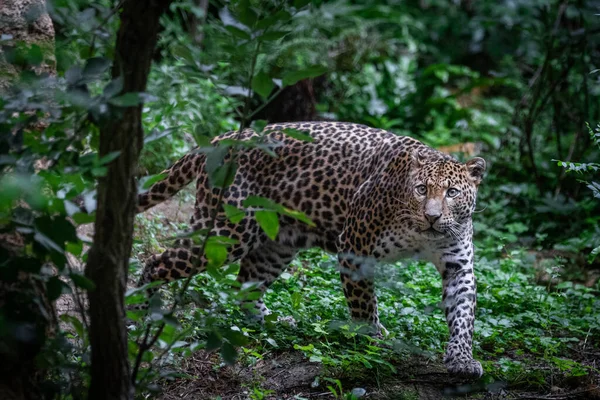 Leopardo Sri Lanka Selva —  Fotos de Stock
