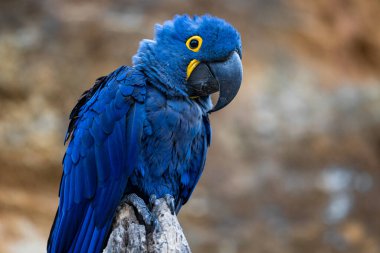 Bir Sümbül Macaw Portresi