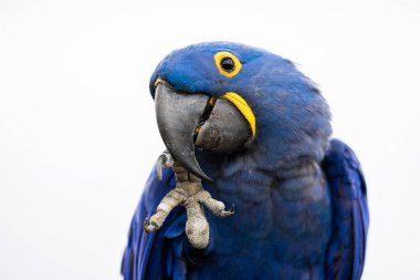 Bir Sümbül Macaw Portresi