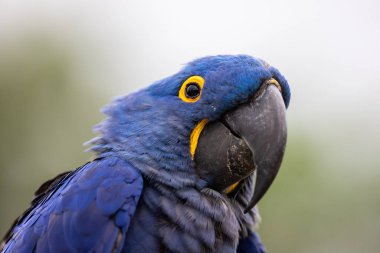 Bir Sümbül Macaw Portresi