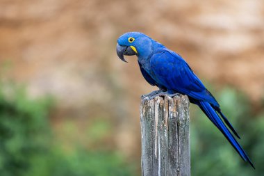 Bir Sümbül Macaw Portresi