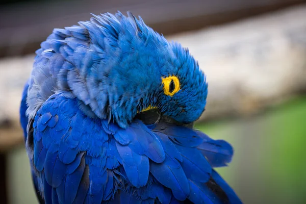 Portrait Hyacinth Macaw — Stock Photo, Image