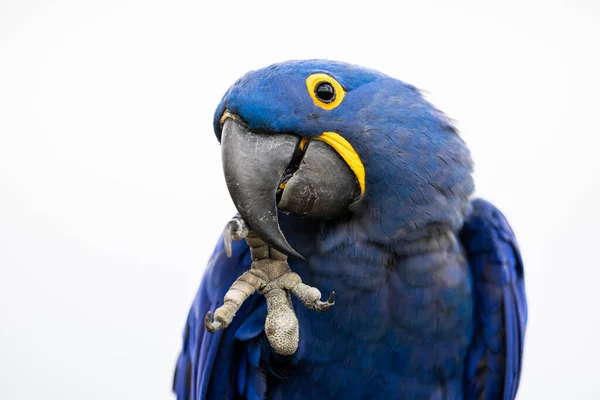 Retrato Uma Arara Jacinto — Fotografia de Stock