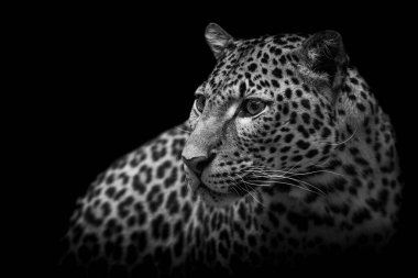 Ormanda Sri Lanka leoparı