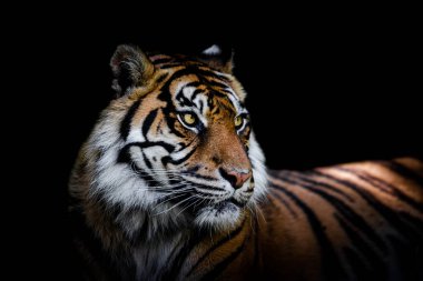 Siyah arka planı olan Sumatra kaplanı.