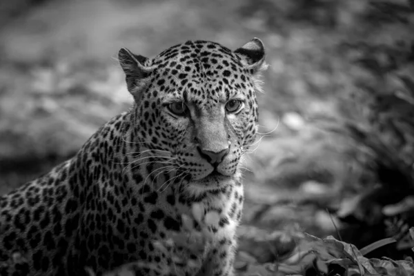Léopard Sri Lankais Dans Jungle — Photo