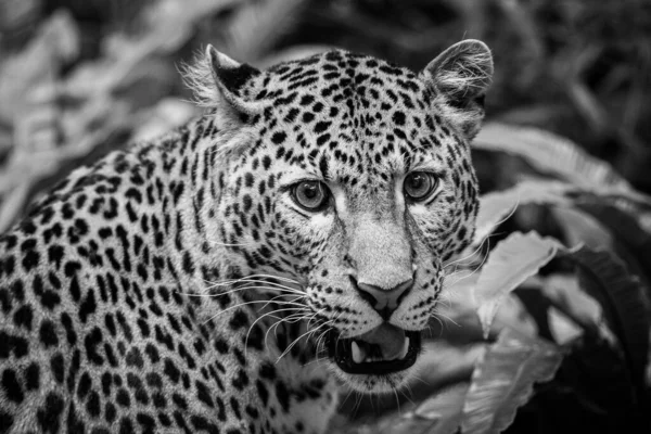 Leopardo Sri Lanka Selva —  Fotos de Stock