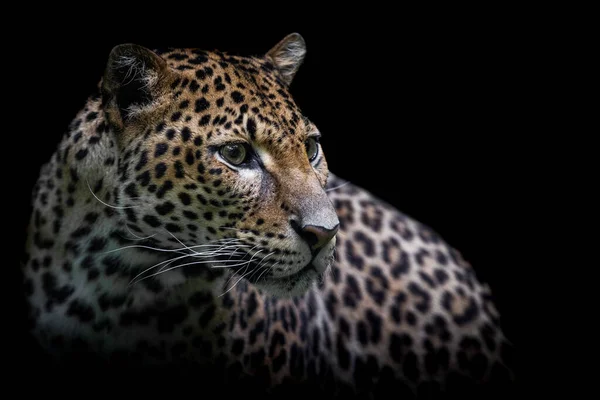 Léopard Sri Lankais Dans Jungle — Photo