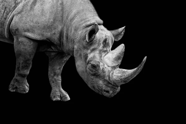 Черный Носорог Ходит Саванне — стоковое фото