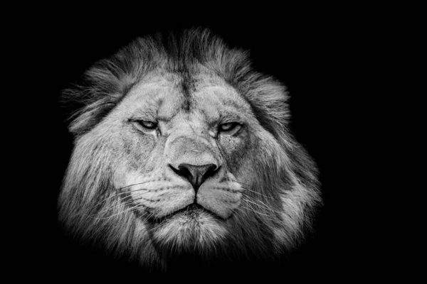 Lion Black Background — Stock Photo, Image