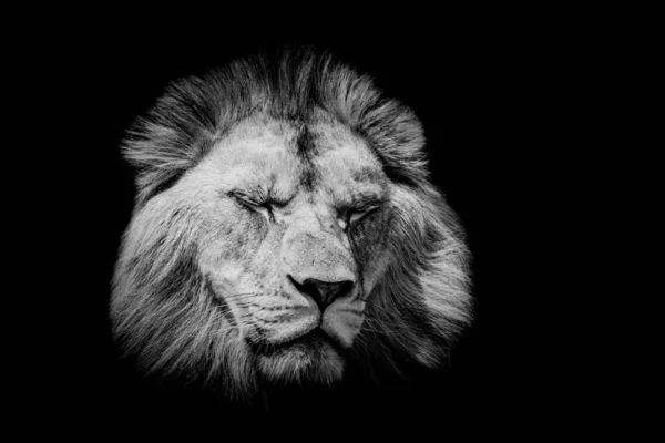 Lion Avec Fond Noir — Photo
