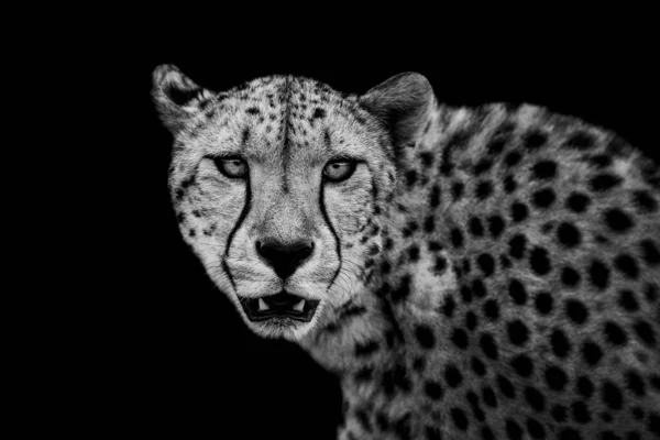 Cheetah Con Sfondo Nero — Foto Stock