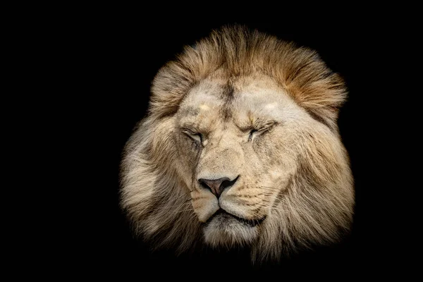 黒い背景をしたライオン — ストック写真