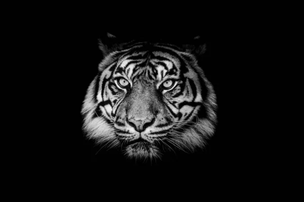 Tigre Sumatra Con Fondo Negro —  Fotos de Stock