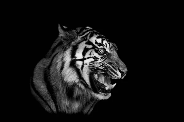 Tigre Sumatra Avec Fond Noir — Photo