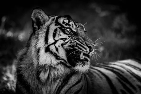 Tigre Sumatra Dans Jungle — Photo