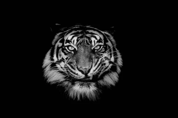 Sumatra Tiger Mit Schwarzem Hintergrund — Stockfoto