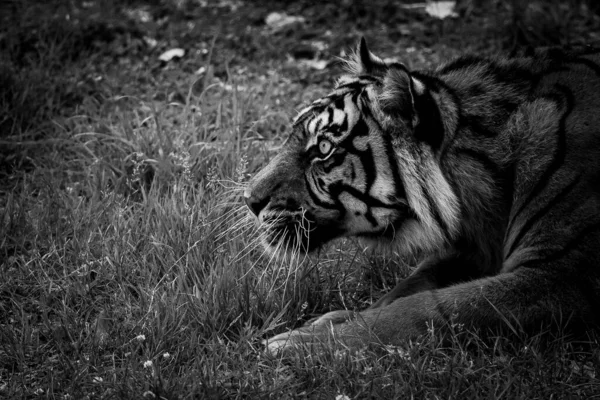 苏门答腊虎在丛林里 — 图库照片