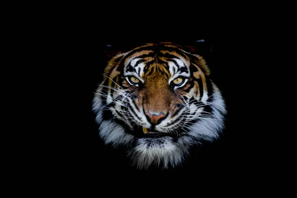 Tigre Sumatra Avec Fond Noir — Photo