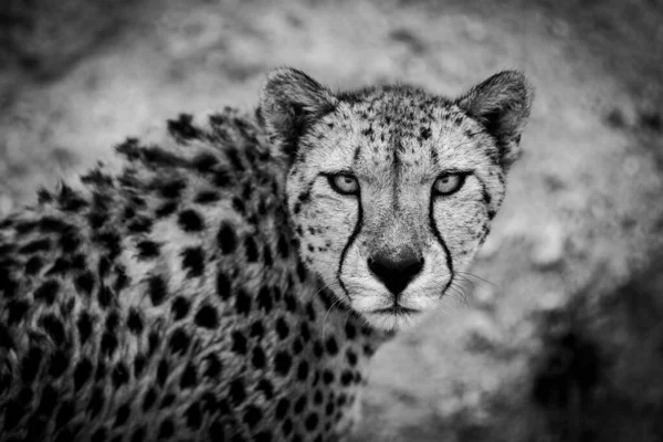 Cheetah Walking Savannah — Stock Photo, Image