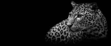 Siyah arka planı olan bir panterin şablonu