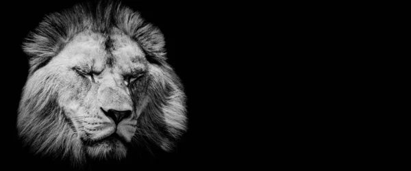 Vorlage Eines Löwen Mit Schwarzem Hintergrund — Stockfoto