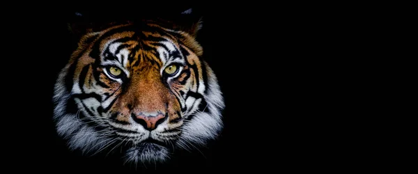 Plantilla Tigre Con Fondo Negro —  Fotos de Stock