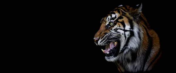 Modelo Tigre Com Fundo Preto — Fotografia de Stock