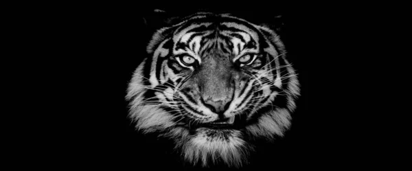 Template Tiger Black Background — Stock Photo, Image