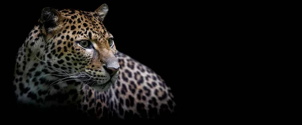 Modelo Uma Pantera Com Fundo Preto — Fotografia de Stock