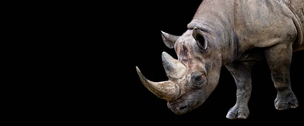 Template Rhino Black Background — Stock Photo, Image