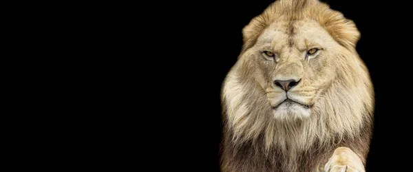 黒を基調としたライオンのテンプレート — ストック写真