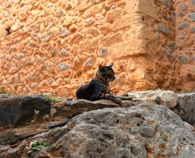 Kedi layling taş içinde