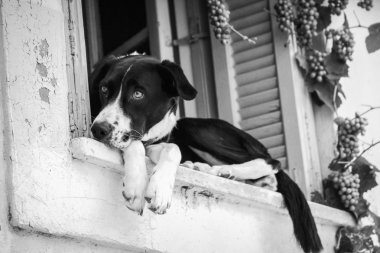 Siyah ve beyaz fotoğraf penceresinde bir köpek