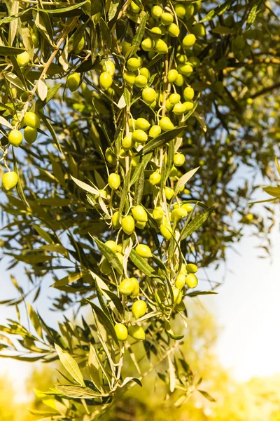 Gren med gröna oliver, Kalamata, Grekland — Stockfoto