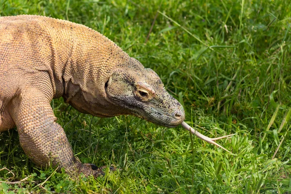 Komodo dragon in Attica zoo — Stock Photo, Image