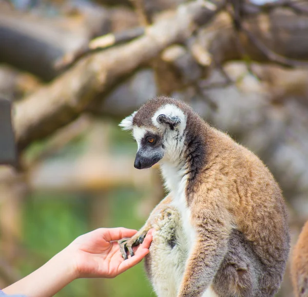 Lemur nimmt menschliche Hand — Stockfoto