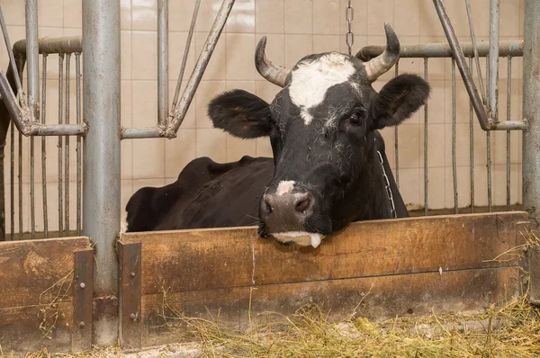 Die Kuh im Stall Stockbild