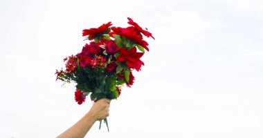 Flores rojas sobre fondo blanco.